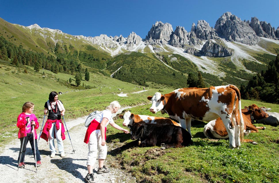 Kühe beim Wandern in den Alpen auf den Almweiden sehen